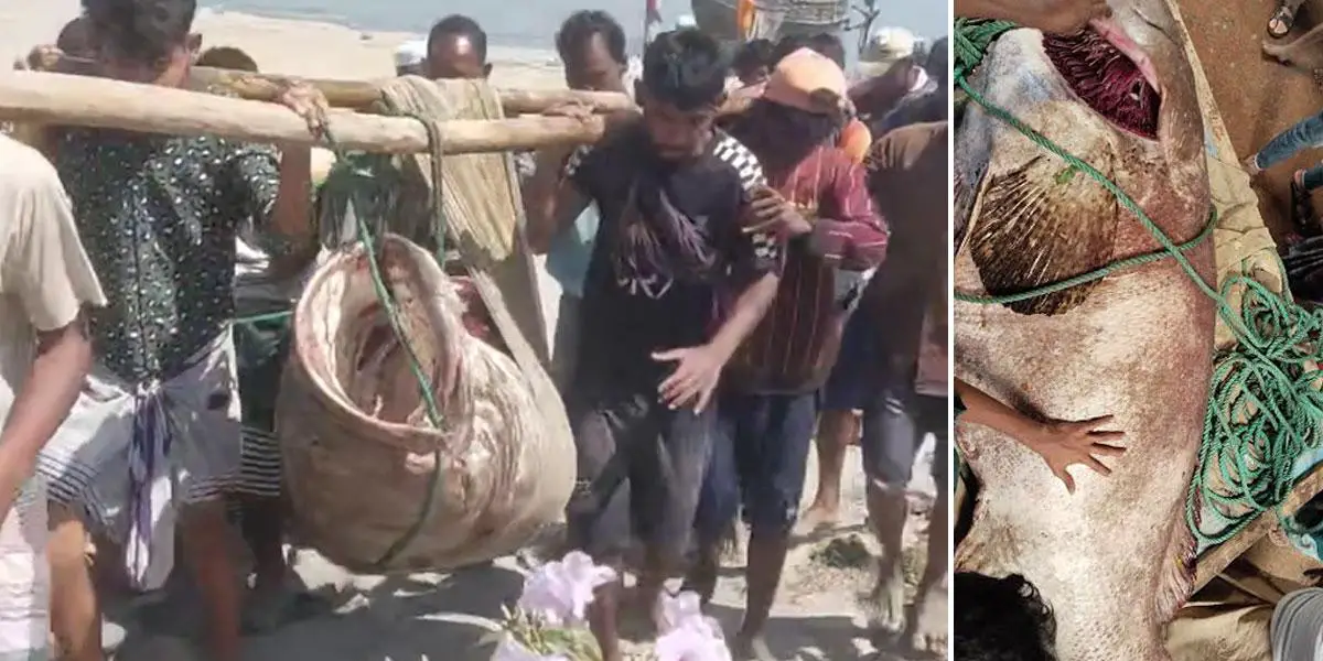 টেকনাফে ধরা পড়ল ১৯৪ কেজির বোল মাছ, আড়াই লাখে বিক্রি