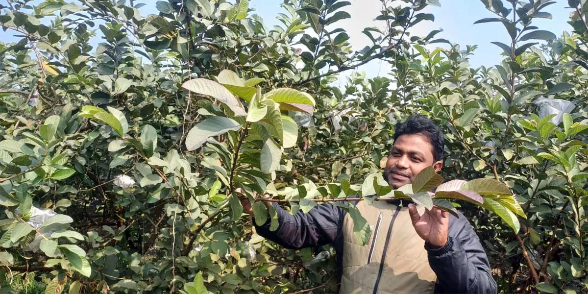 ঝিনাইদহে পেয়ারা চাষে শামসুজ্জামানের সাফল্য