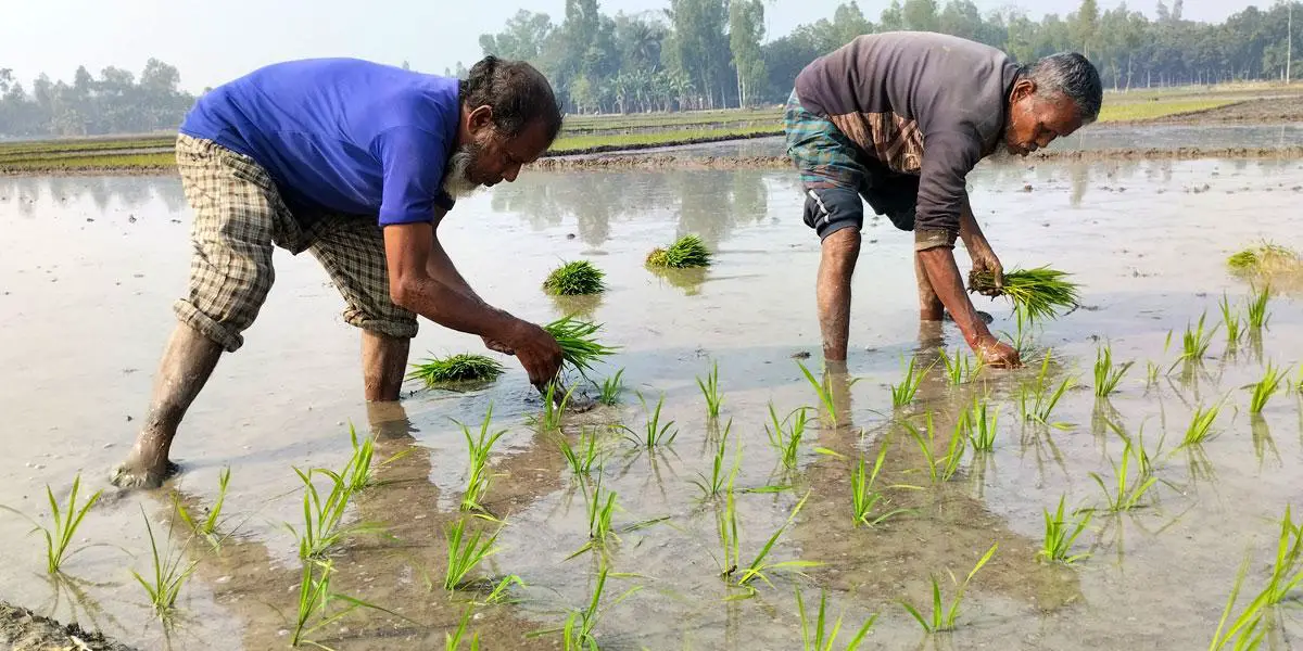 বেড়েছে সারের দাম ও শ্রমিক খরচ