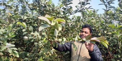 ঝিনাইদহে পেয়ারা চাষে শামসুজ্জামানের সাফল্য