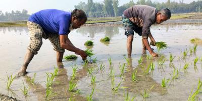 বেড়েছে সারের দাম ও শ্রমিক খরচ