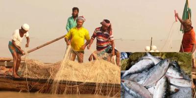 ইলিশ ধরায় নিষেধাজ্ঞা ১৫ এপ্রিল থেকে