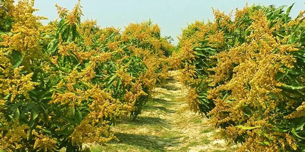 নওগাঁয় গাছে গাছে আমের মুকুল, ৩ হাজার কোটি টাকা বিক্রির আশা