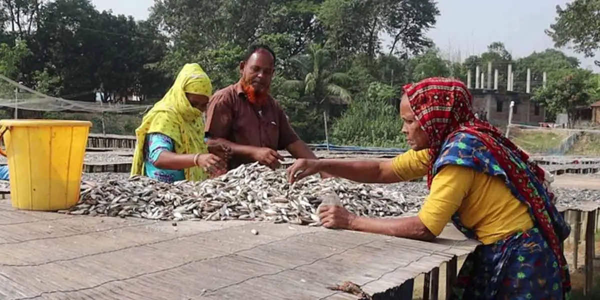 নওগাঁয় মাছের অভাবে কমছে শুঁটকি উৎপাদন