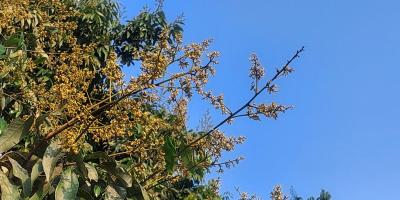 দিনাজপুরে লিচুর ভালো ফলনের সম্ভাবনা