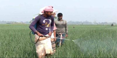মেহেরপুরে পেঁয়াজের ন্যায্যমূল্য পাওয়া নিয়ে শঙ্কা, আমদানি বন্ধের দাবি