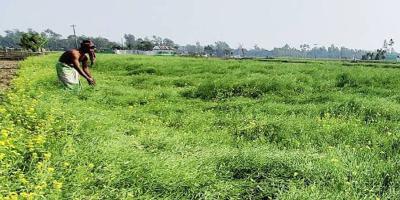 বন্যায় ক্ষতি কাটিয়ে সরিষা চাষ