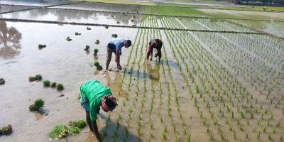 বোরো ধানে বাম্পার ফলনের সম্ভাবনা
