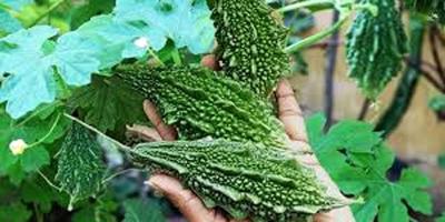 কৃষিকাজের প্রতি ধারণা বদলেছে মহিউদ্দিনের
