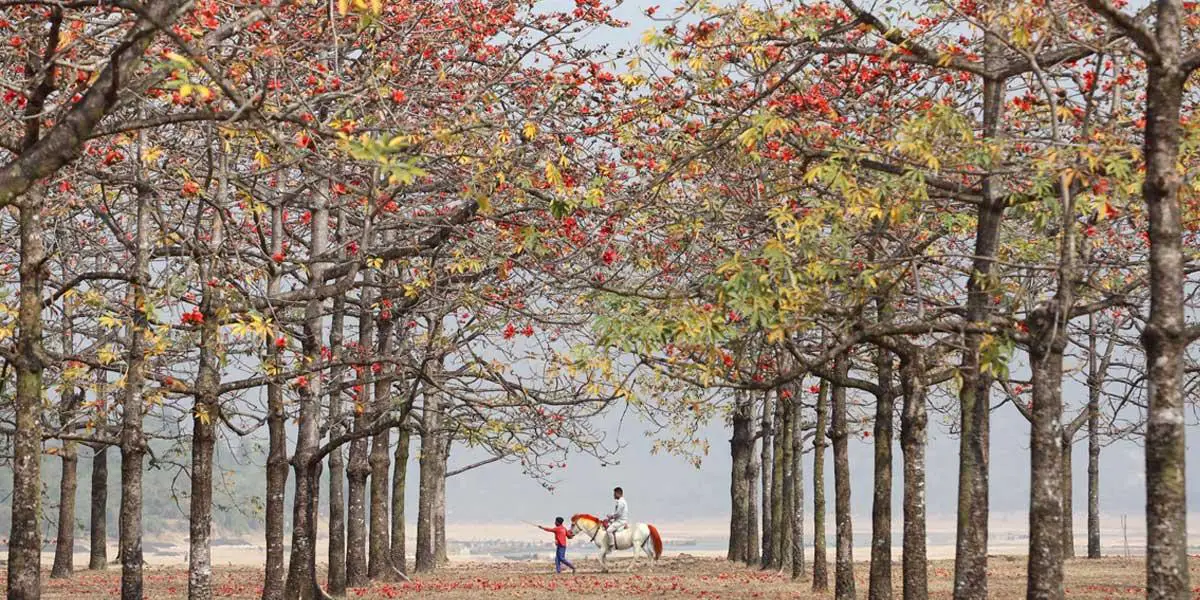 শিমুলবনে একদিন