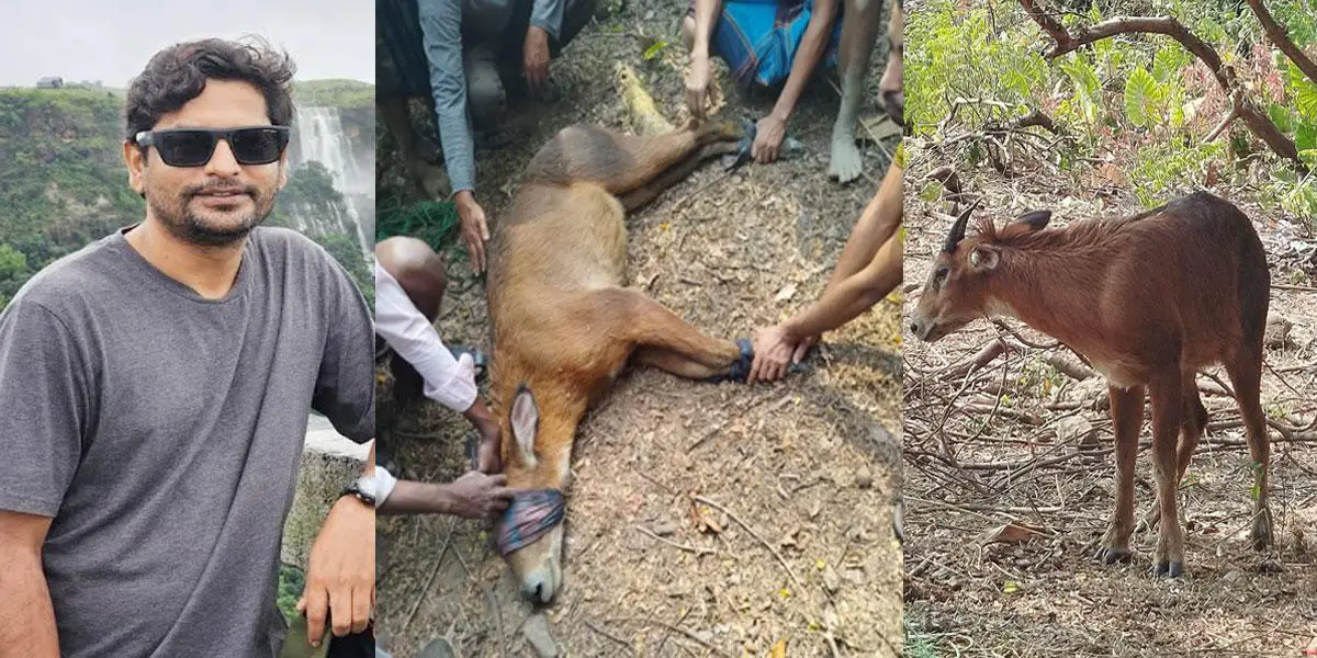 লোভাছড়ায় বিরল ‘লাল সারো’ হরিণ, প্রাণ বাঁচল যেভাবে