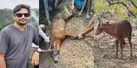 লোভাছড়ায় বিরল ‘লাল সারো’ হরিণ, প্রাণ বাঁচল যেভাবে