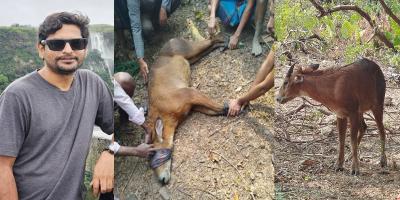 লোভাছড়ায় বিরল ‘লাল সারো’ হরিণ, প্রাণ বাঁচল যেভাবে