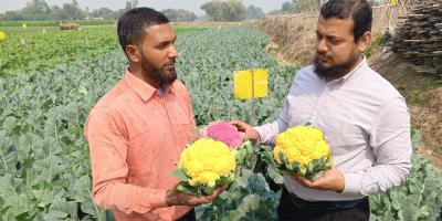 রঙিন ফুলকপির চাষে লাভবান এখলেসুর