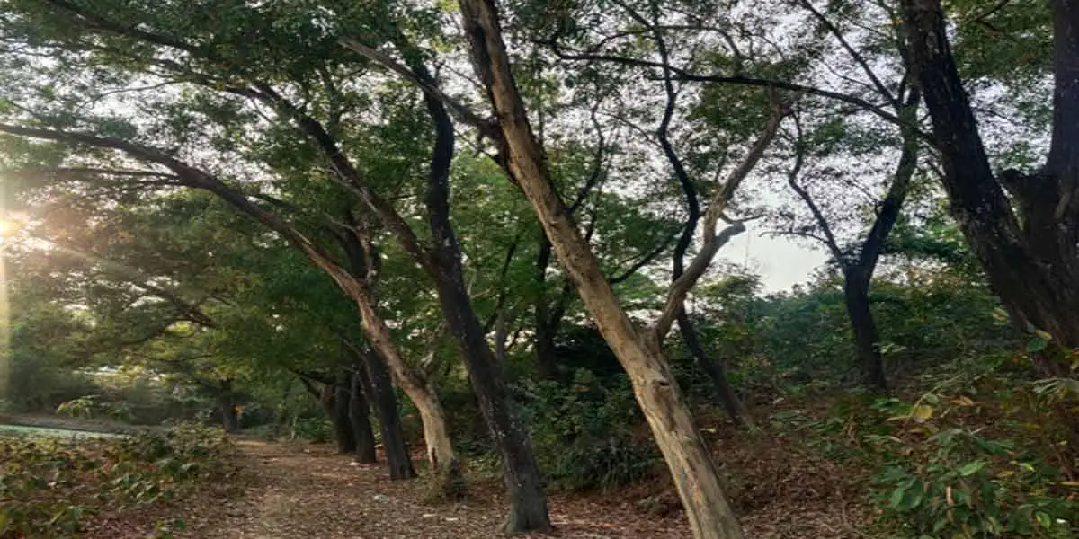 ইউক্যালিপটাসের প্রভাবে ক্ষতির মুখে শাবিপ্রবির ক্যাম্পাস