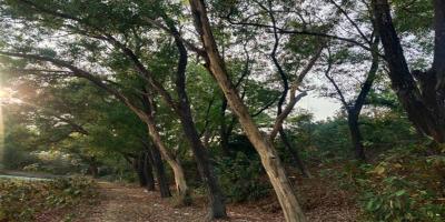 ইউক্যালিপটাসের প্রভাবে ক্ষতির মুখে শাবিপ্রবির ক্যাম্পাস