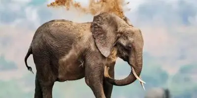 বড় প্রাণীদের ক্যানসারের ঝুঁকি বেশি