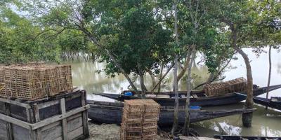 আজ থেকে সুন্দরবনে কাঁকড়া ধরা শুরু