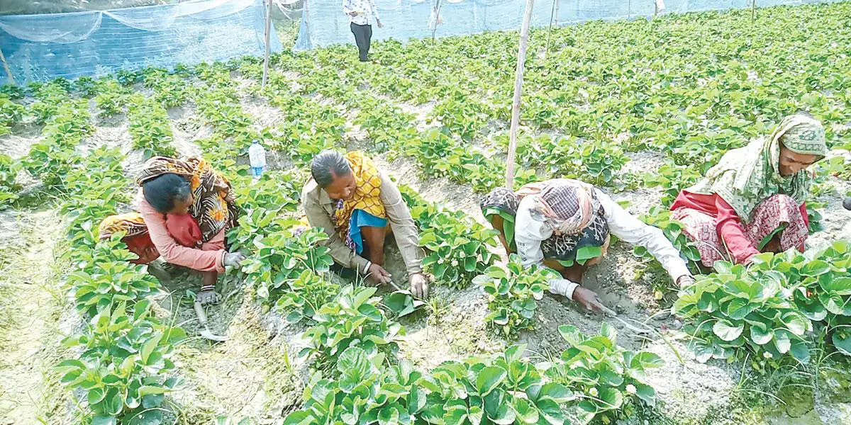 জয়পুরহাটে পোকার আক্রমণে চিন্তায় স্ট্রবেরি চাষিরা