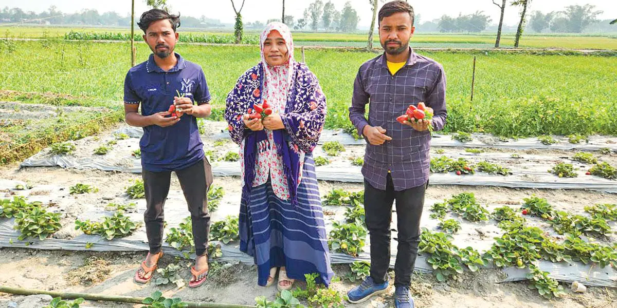 মাসুম বিল্লাহর স্ট্রবেরি চাষে অল্প পুঁজি অধিক ফলন