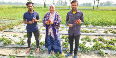 মাসুম বিল্লাহর স্ট্রবেরি চাষে অল্প পুঁজি অধিক ফলন