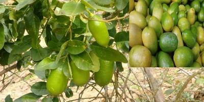 লেবুর দেশেই চড়া লেবুর দাম, ক্রেতারা বিস্মিত