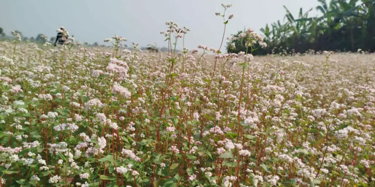 লালপুরে পদ্মার চরে চাষ হচ্ছে ঢেমশি