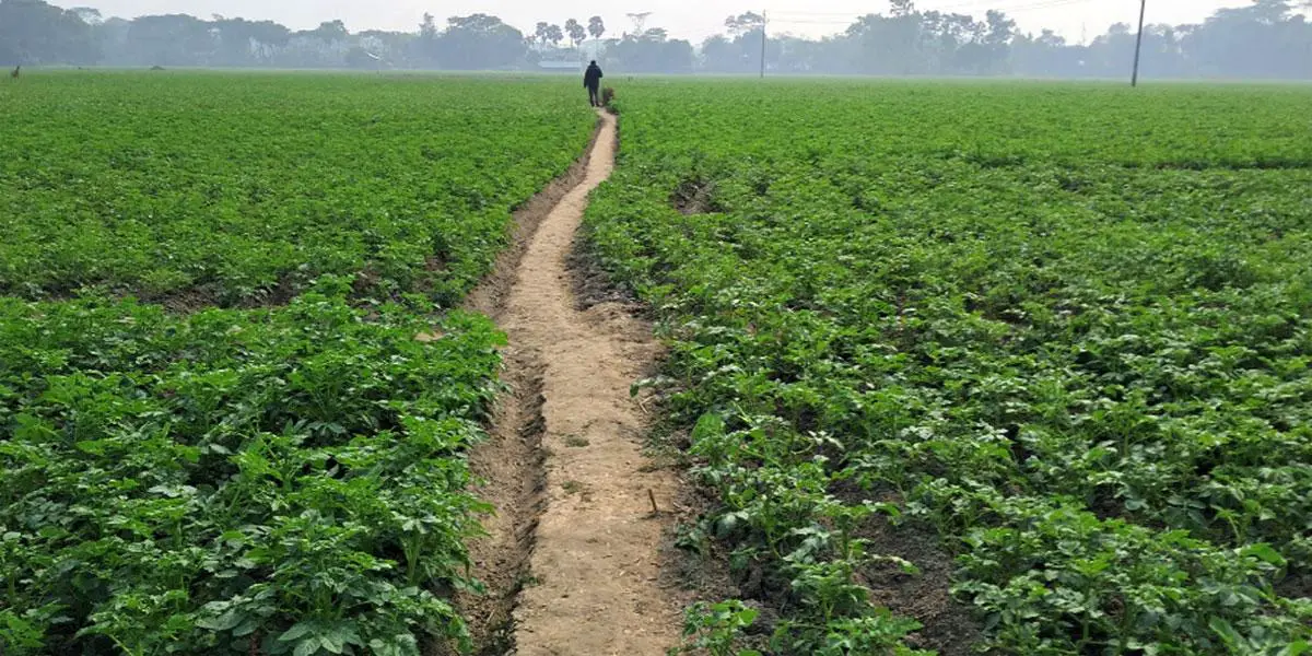 বীজ আলু চাষে আগ্রহ হারাচ্ছেন কৃষকরা