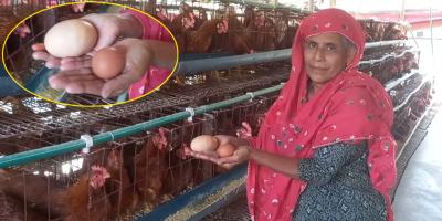 মুরগি পাড়ল ঘোড়ার ডিম!