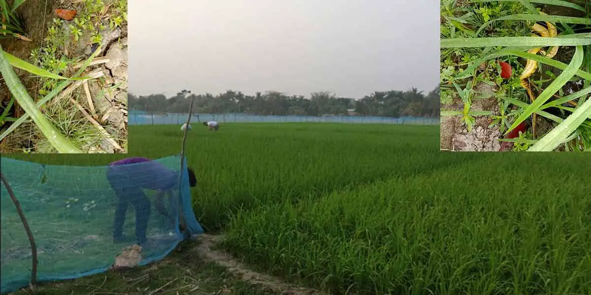 ফসল বাঁচাতে কৃষকের মৃত্যুফাঁদ, মারা যাচ্ছে মানুষসহ বিভিন্ন প্রাণী