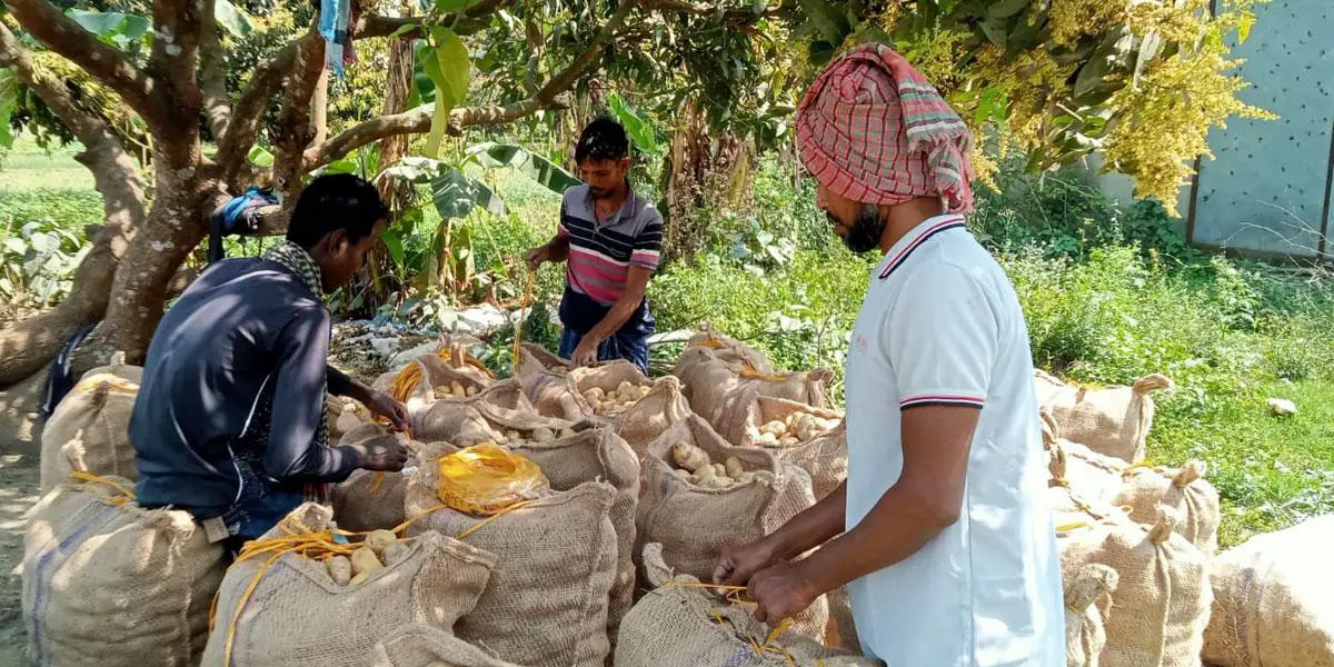 আলুর দাম নিয়ে দুশ্চিন্তায় কৃষক