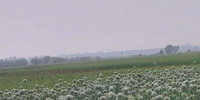সোমবারের আবহাওয়ার পূর্বাভাস