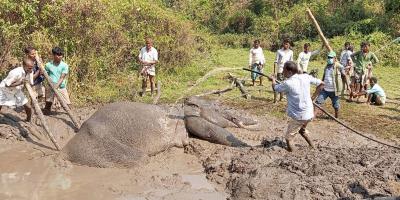 কাদা থেকে উদ্ধার হাতিটি নড়াচড়া করতে পারছে না
