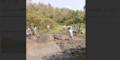 চট্টগ্রামে উদ্ধার করা হাতির অবস্থা আশঙ্কাজনক