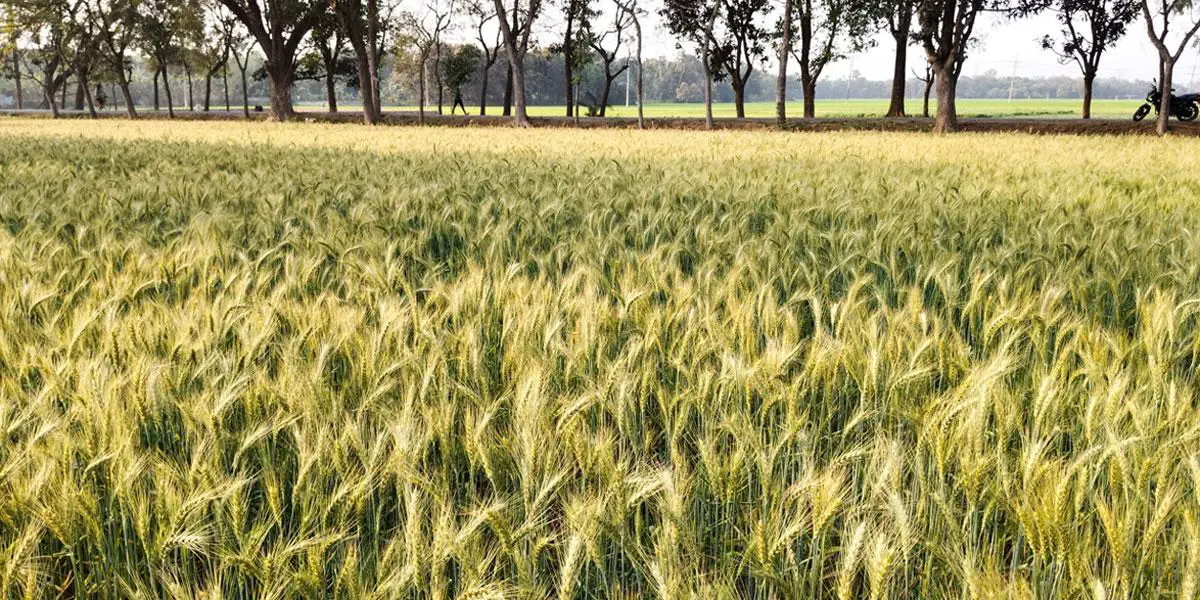 রাজশাহীতে গমের বাম্পার ফলনের আশা