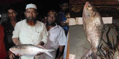বরগুনায় ১৪ হাজার টাকায় বিক্রি হলো আড়াই কেজির ইলিশ