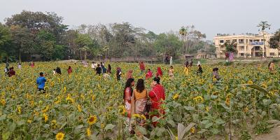 ময়লার ভাগাড় সরিয়ে সূর্যমুখী ফুল চাষ