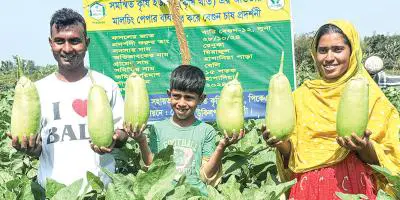 সাড়া ফেলেছে নতুন জাতের ‘লাউ বেগুন’