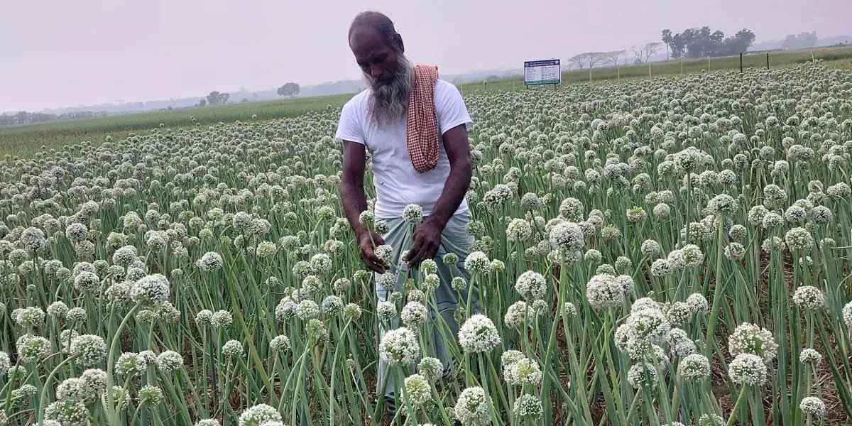 আগ্রহ বাড়ছে পেঁয়াজের বীজ চাষে