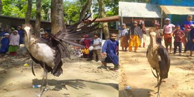 বরগুনায় বিলুপ্তপ্রায় মদনটাক পাখি জবাই করে মাংস বিতরণ-উল্লাস!