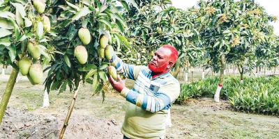 ইউরোপে যাচ্ছে বারোমাসি কাটিমন আম