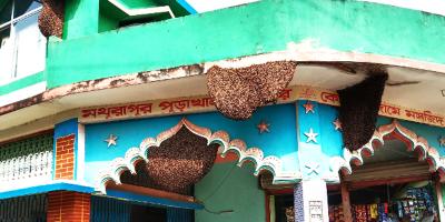 মসজিদে মৌমাছির সঙ্গে বন্ধুত্ব!