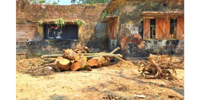 দাউদকান্দিতে সরকারি গাছ কেটে বিক্রি করল ইউপি মেম্বার