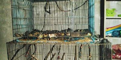ঝিনাইদহে দোকানে আগুন লেগে শতাধিক পাখির মৃত্যু