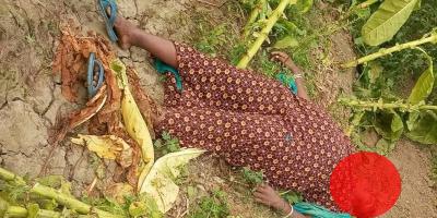 কুষ্টিয়ায় তামাক খেত থেকে নারীর মরদেহ উদ্ধার
