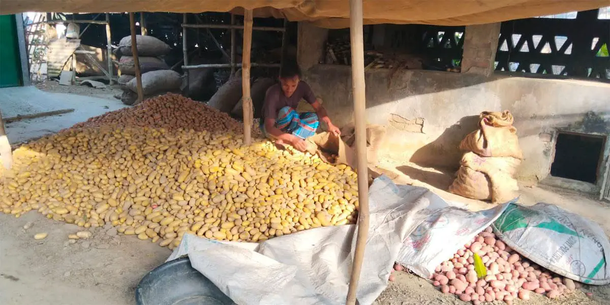 আলু বীজে লাভবান কৃষক