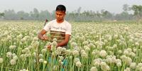 পেঁয়াজ বীজ উৎপাদনে সফল মিলন