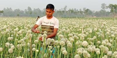 পেঁয়াজ বীজ উৎপাদনে সফল মিলন