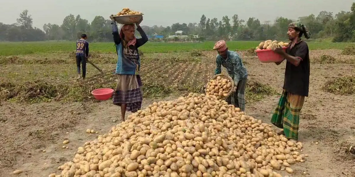 আলুখেতে কম সার প্রয়োগে খরচ কমবে ২৫০ কোটি টাকা