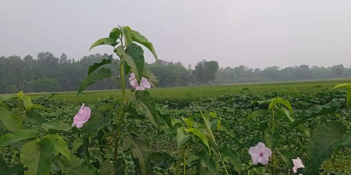 যেমন থাকবে আজকের আবহাওয়া